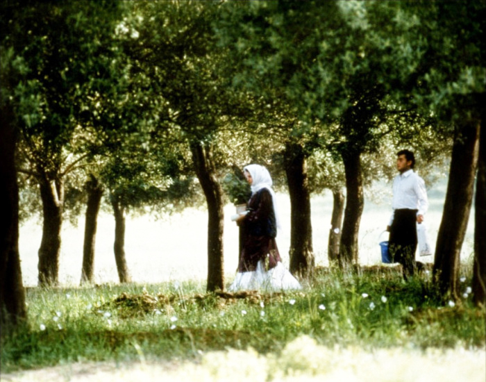 Au travers des oliviers